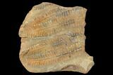Pecopteris Fern Fossil (Pos/Neg) - Mazon Creek #104324-2
